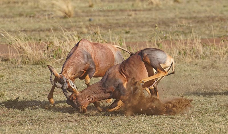 Fight between two Topi lei antelope bulls, Maasai Mara Game Reserve, Kenya, Africa