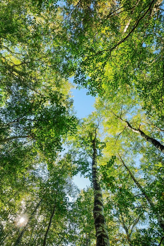 View upwards to the treetops in the birch forest, sun shining through the canopy, Canton Jura, Switzerland, Europe