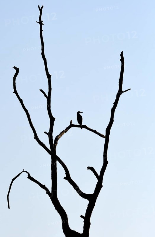 Great cormorant (Phalacrocorax carbo), resting in a dead tree, mining subsidence area, Bottrop, Ruhr area, North Rhine-Westphalia, Germany, Europe