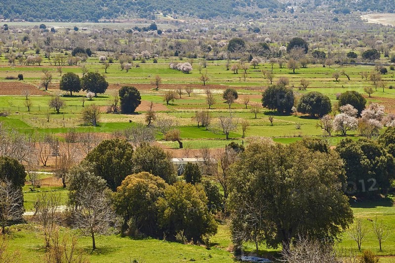 Fields, trees, green meadows, spring, Lassithi plateau, Lassithi, East Crete, island of Crete, Greece, Europe
