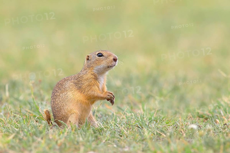 European ground squirrel (Spermophilus citellus) standing in a meadow, Ziggsee, Lake Neusiedl National Park, Seewinkel, Northern Burgenland, Burgenland