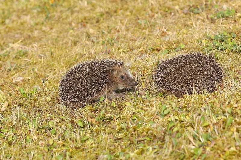 European hedgehog (erinaceus europaeus), two juveniles in a meadow, wildlife, Wilnsdorf, North Rhine-Westphalia, Germany, Europe