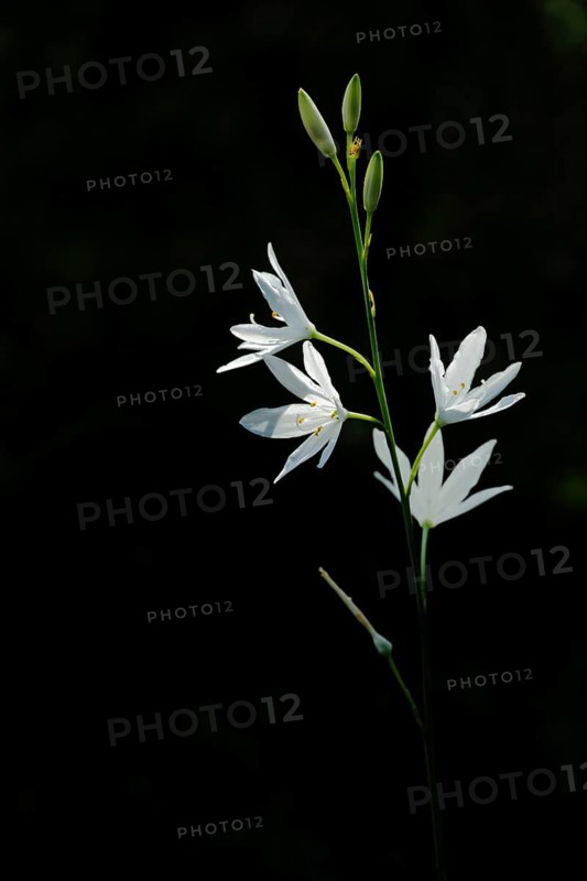 Branched grass lily (Anthericum ramosum) in the backlight and black background, cut out, Grainberg-Kalbenstein, Karlstadt drylands, Karlstadt, Main, Lower Franconia, Franconia, Bavaria, Germany, Europe