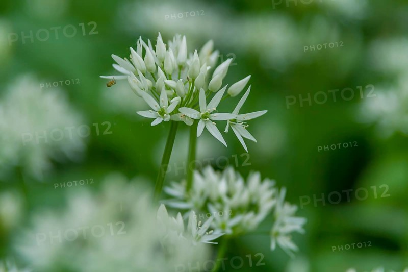 Ramsons (Allium ursinum), Southern Palatinate, Rhineland-Palatinate, Germany, Europe
