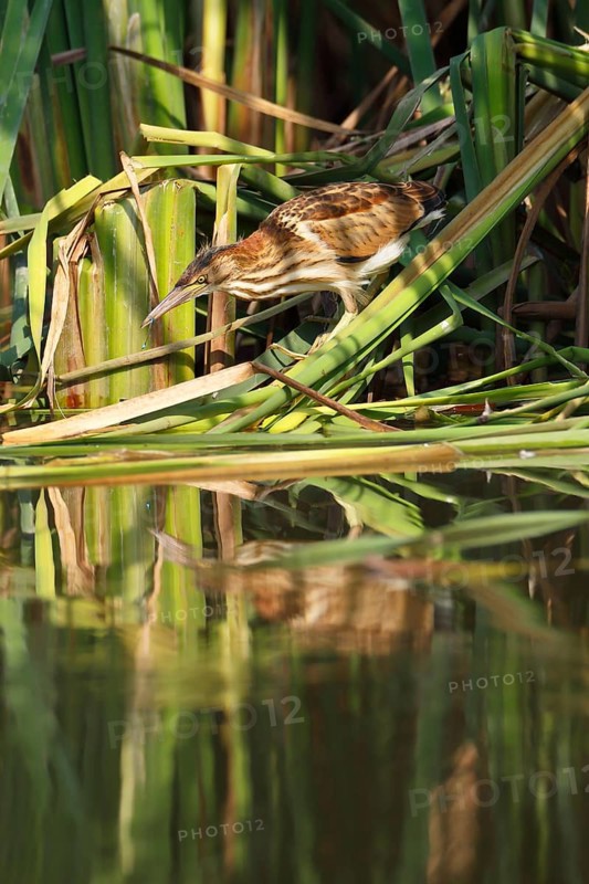Little Bittern (Ixobrychus minutus), young bird, Middle Elbe Biosphere Reserve, Dessau-Roßlau, Saxony-Anhalt, Germany, Europe