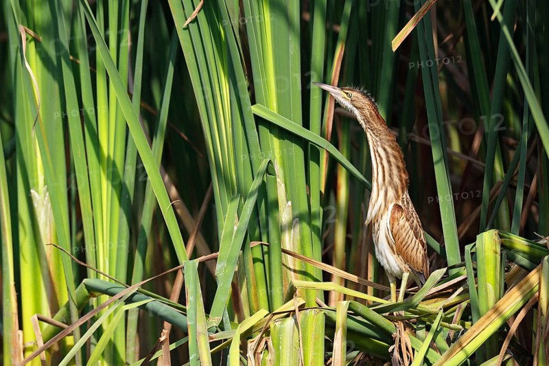 Little Bittern (Ixobrychus minutus), young bird, Middle Elbe Biosphere Reserve, Dessau-Roßlau, Saxony-Anhalt, Germany, Europe