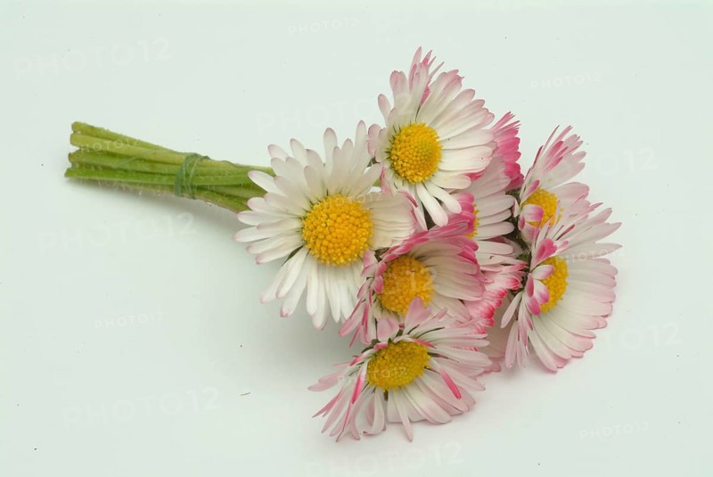 Common daisy, medicinal plant, daisy flowers (Bellis perennis) are used in folk medicine as a remedy for skin diseases, painful or absent menstruation, headaches, dizzy spells and insomnia