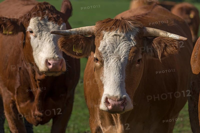 Buntscheck cows on pasture, Franconia, Bavaria, Germany, Europe