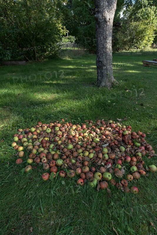 Fallen fruit on the lawn, Lower Saxony, Germany, Europe