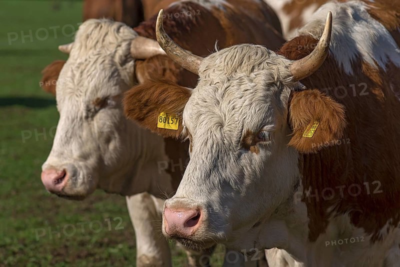 Buntscheck cattle on the pasture, Franconia, Bavaria, Germany, Europe