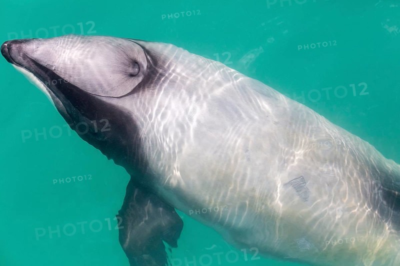 Hector-Delphin (Cephalorhychus hectori), Bootsfahrt, Akaroa, Banks-Halbinsel, Canterbury, Neuseeland