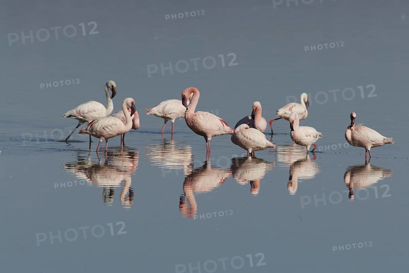Lesser Flamingos (Phoeniconaias minor) at lake Nakuru, Nakuru national park, Kenya, Africa