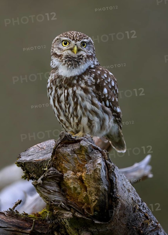 Little Owl (Athene noctua), calling male on dead apple tree branch, Biosphere Reserve, Swabian Alb, Baden-Württemberg, Germany, Europe