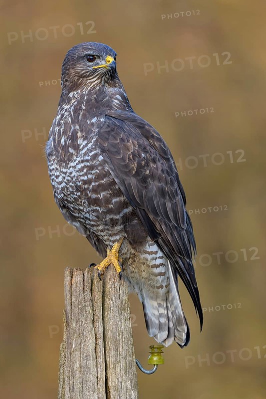 Common steppe buzzard (Buteo buteo), dark morph on pasture pole, biosphere reserve, Swabian Alb, Baden-Württemberg, Germany, Europe