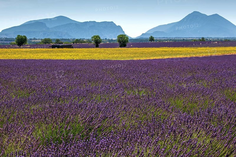 Field with yellow yarrow (Eriophyllum confertiflorum) and true common lavender (Lavandula angustifolia), Puimoisson, Plateau de Valensole, Provence, Provence-Alpes-Cote d Azur, Southern France, France, Europe