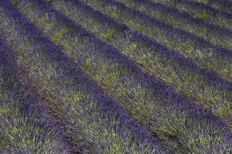 Lavender field, flowering true lavender (Lavandula angustifolia), near Puimoisson, Plateau de Valensole, Provence, Provence-Alpes-Cote d Azur, Southern France, France, Europe