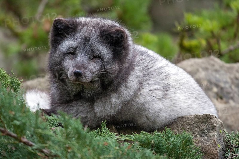 Arctic fox (Vulpes lagobus), captive, Bad Mergentheim Wildlife Park, Baden-Württemberg, Germany, Europe