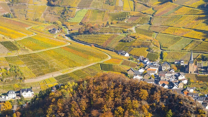 Vineyards in autumn, Mayschoß with parish church, red wine growing region Ahrtal, red wine of the Pinot Noir and Portugieser grape is grown here, Eifel, Rhineland-Palatinate, Germany, Europe