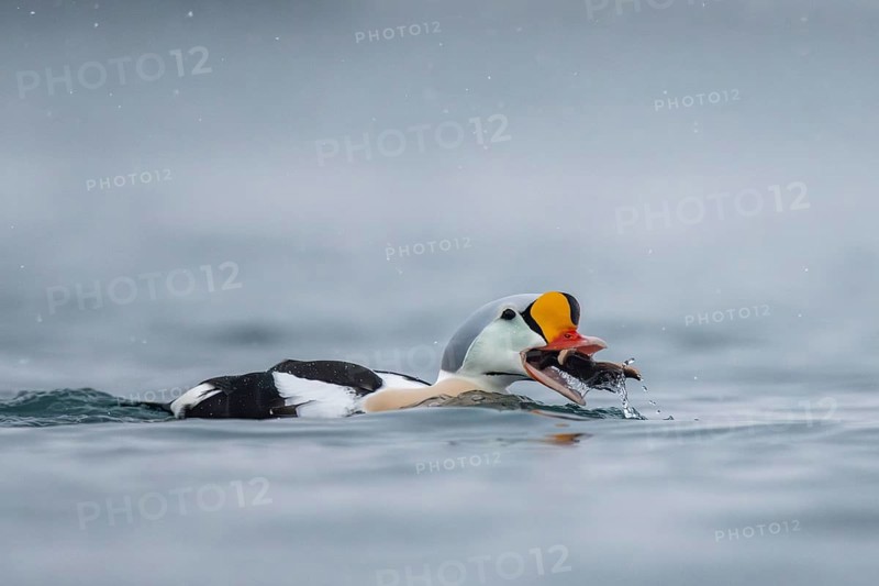 King eider (Somateria spectabilis), male eats a starfish, Batsfjord, Båtsfjord, Varanger Peninsula, Finnmark, Northern Norway, Norway, Europe