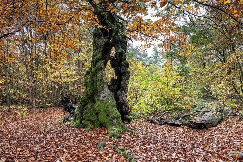 Ancient copper beech (Fagus sylvatica), Hutebuche, Hutewald Halloh, Hesse, Germany, Europe