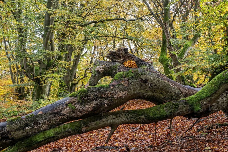 Golden scalycap (Pholiota aurivella) and porcelain fungi (Oudemansiella mucida) in the Hutewald Halloh, Hesse, Germany, Europe