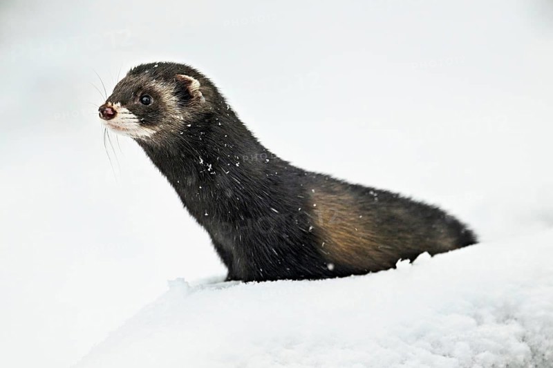 European polecat (Mustela putorius) or wood polecat, sitting in the snow, captive, Switzerland, Europe