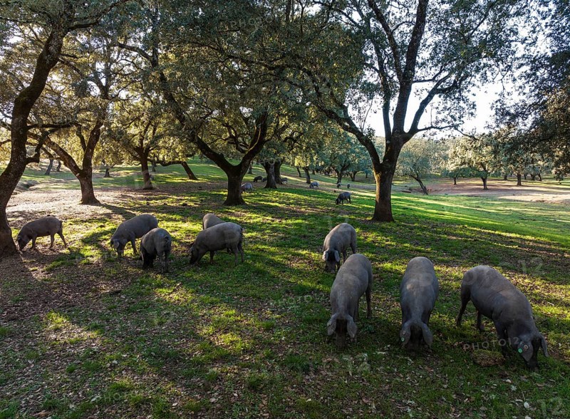 Grazing pigs and holm oaks (Quercus ilex) in the Sierra de Aracena, aerial view, drone shot, Huelva province, Andalusia, Spain, Europe