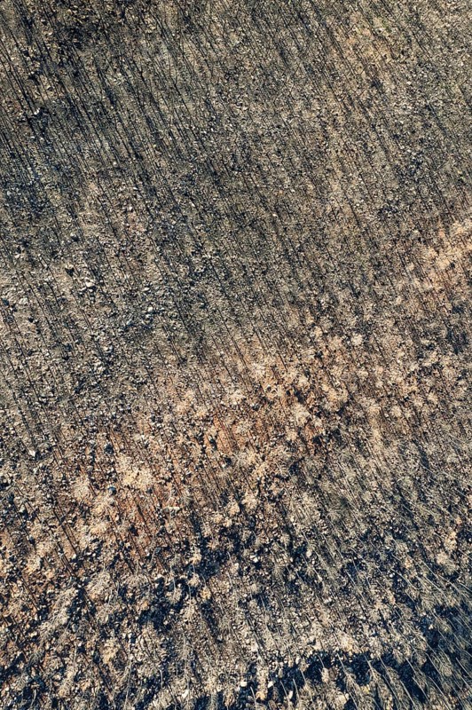 Burned Stone or Umbrella Pines (Pinus pinea) after a forest fire, aerial view, drone shot, Sierra Bermeja, Málaga Province, Andalusia, Spain, Europe