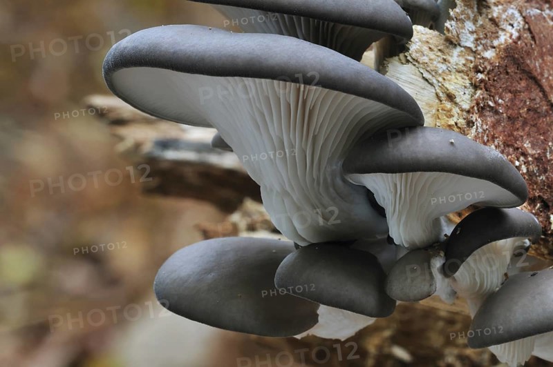 Oyster mushroom (Pleurotus ostreatus), Oyster bracket fungus growing on tree trunk in forest