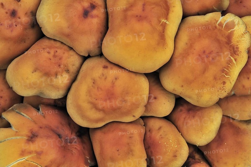 Sulphur tuft fungus, sulfur tuft, clustered woodlover (Hypholoma fasciculare) (Psilocybe fascicularis) growing clustered on tree trunk in autumn forest, Belgium October