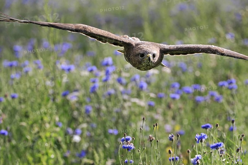 Common buzzard (Buteo buteo) flying over meadow with wildflowers in England, UK