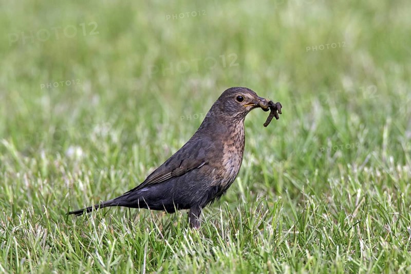Eurasian blackbird (Turdus merula), common blackbird female with caught earthworm prey in beak on lawn in garden