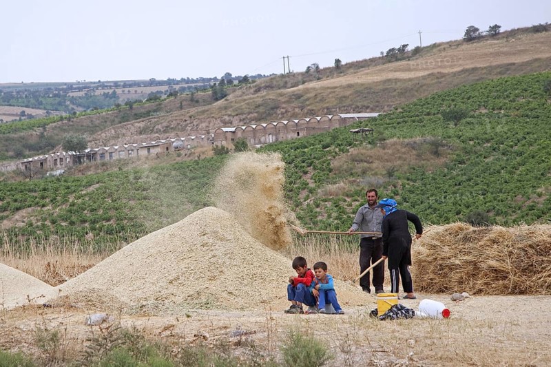 Farmer with wife and children working on cereal harvest in Iran