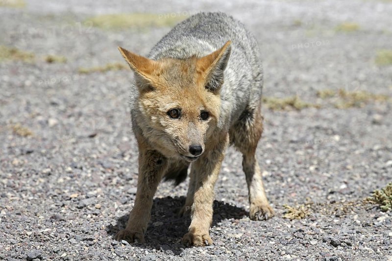 Culpeo zorro or Andean fox (Lycalopex culpaeus) (Pseudalopex culpaeus), Altiplano, Bolivia, South America