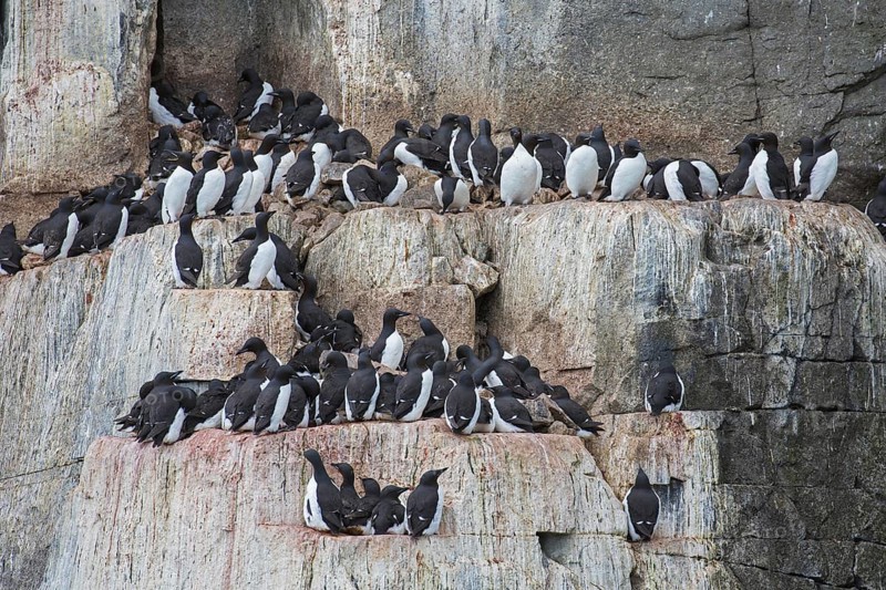 Thick-billed murres (Uria lomvia), Brünnich's guillemots on rock ledge in sea cliff in seabird colony, Alkefjellet, Hinlopenstreet, Svalbard, Norway, Europe