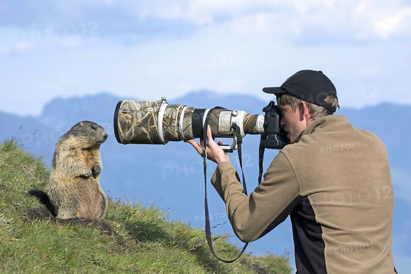 Wildlife photographer taking pictures of tame Alpine marmot (Marmota marmota) with long telephoto lens in summer in the Alps | MR:yes Mats-Lasse-Kobbe