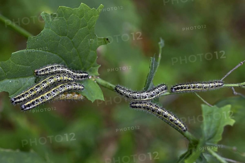 Caterpillars of large white (Pieris brassicae) butterfly eating leaf