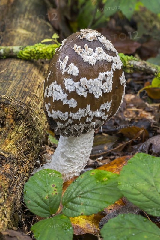 Magpie mushroom, magpie fungus (Coprinopsis picacea), magpie inkcap fungus (Coprinus picaceus) mushroom in autumn forest
