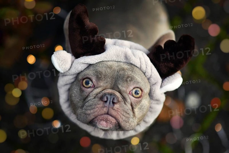 Cute blue festive French Bulldog dog dressed up as reindeer with plush antler headband looking up, surrounded by blurry Christmas tree lights on ground