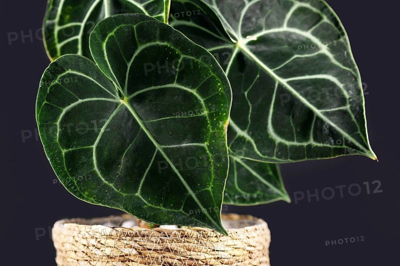 Close up of heart-shaped tropical Anthurium Clarinervium plant leaf with beautiful lace pattern on dark background