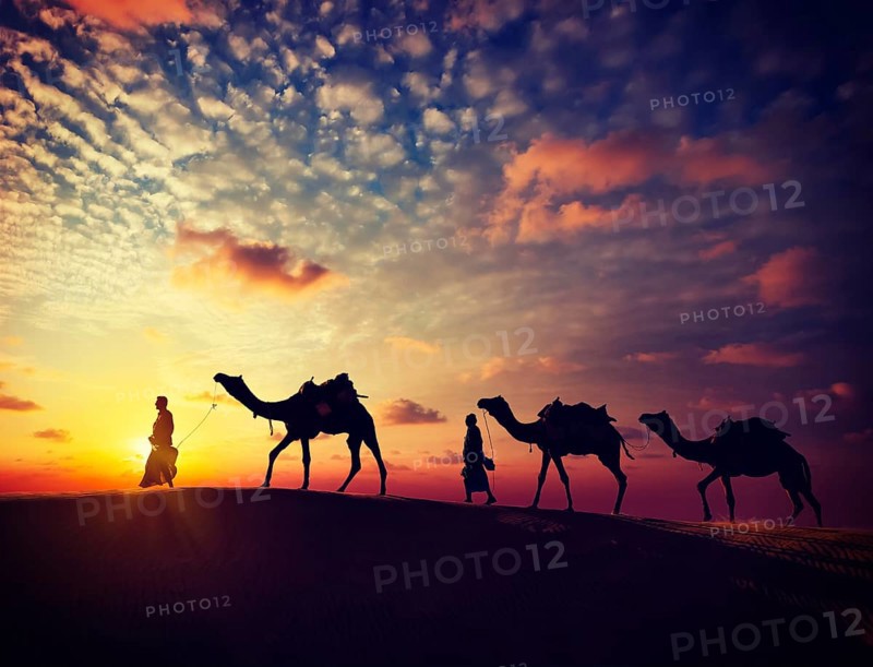 Vintage retro effect filtered hipster style image of Rajasthan travel, two indian cameleers camel drivers with camels silhouettes in dunes of Thar desert on sunset. Jaisalmer, Rajasthan, India, Asia