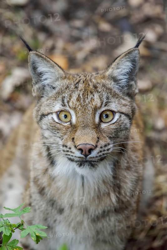 Eurasian lynx (Lynx lynx), portrait, Parc Animalier de Sainte-Croix, near Rhodes, Moselle, Lorraine, France, Europe