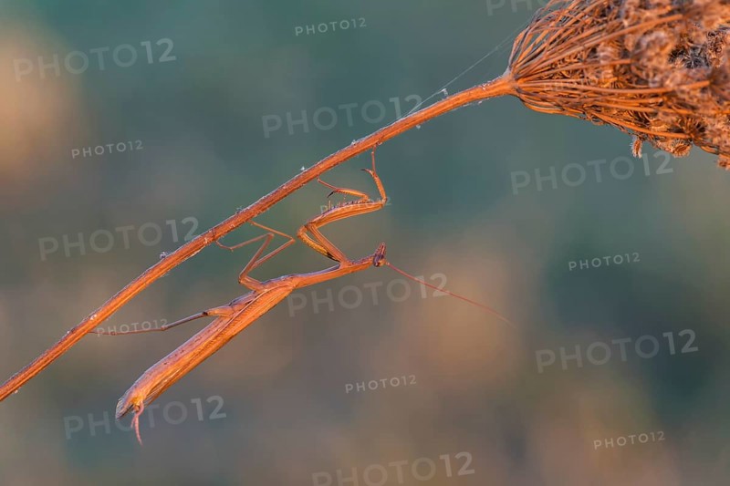 Praying Mantis (Mantis religiosa), Burgenland, Austria, Europe
