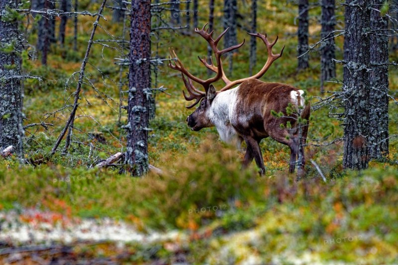 Finnish forest reindeer (Rangifer tarandus fennicus), wild, in the forest, Kuhmo, Kainuu, north-east Finland, Finland, Europe