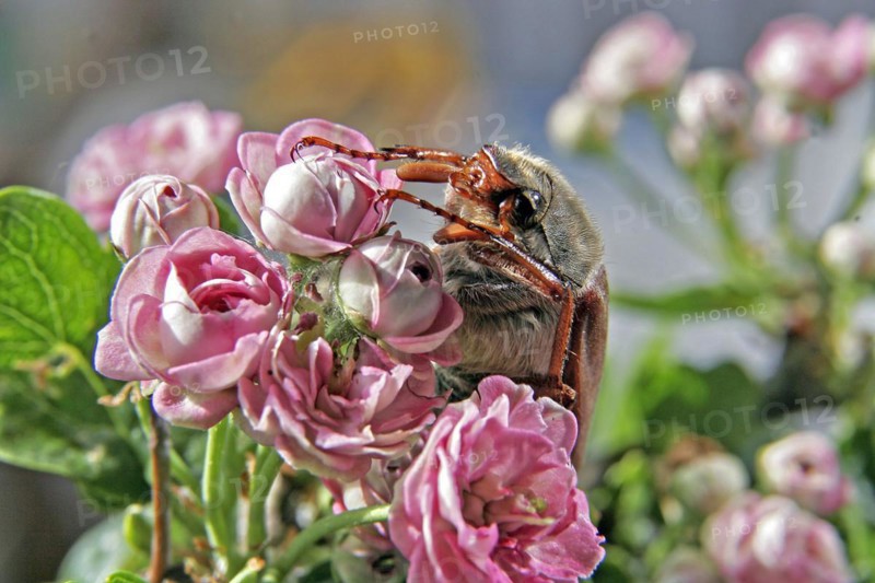 Cockchafer (Melolontha) on roses