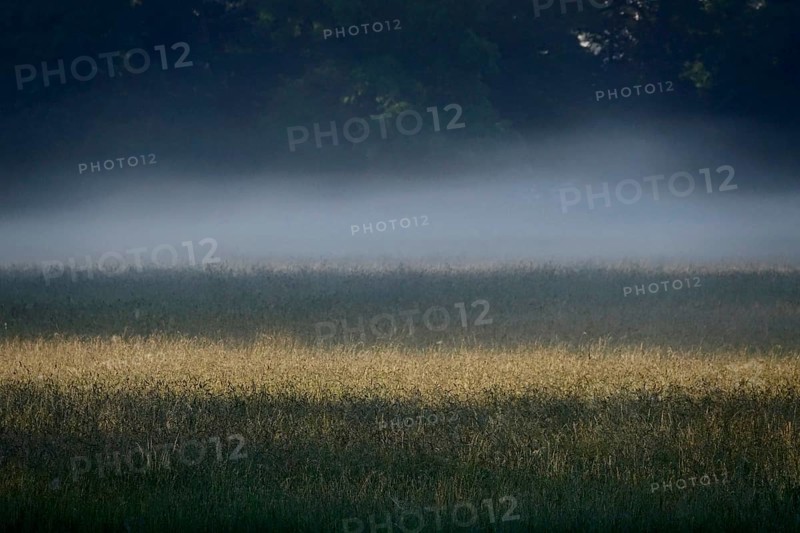 Summer morning atmosphere, morning fog, Germany, Europe