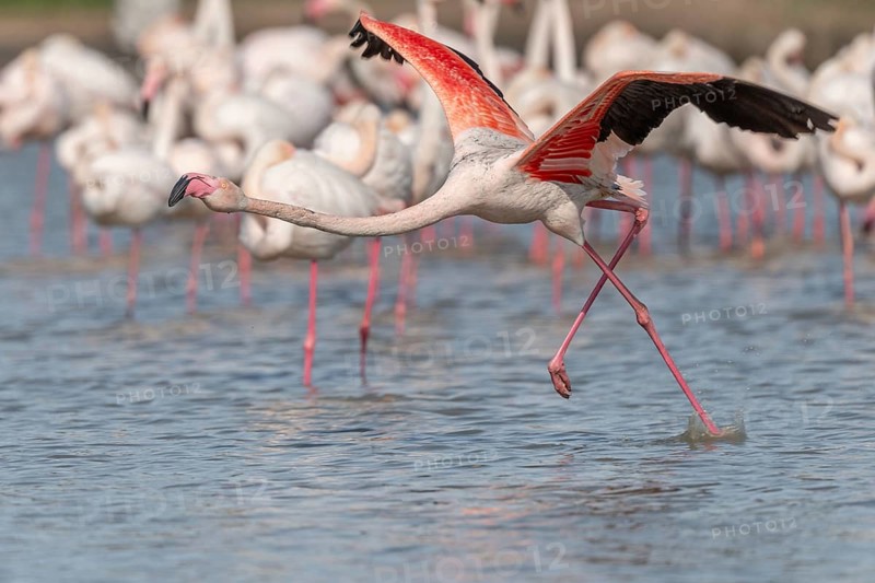 Flamingo (Phoenicopterus roseus) jumping out of a pond. Saintes Maries de la Mer, Parc naturel regional de Camargue, Arles, Provence Alpes Cote d'Azur, France, Europe