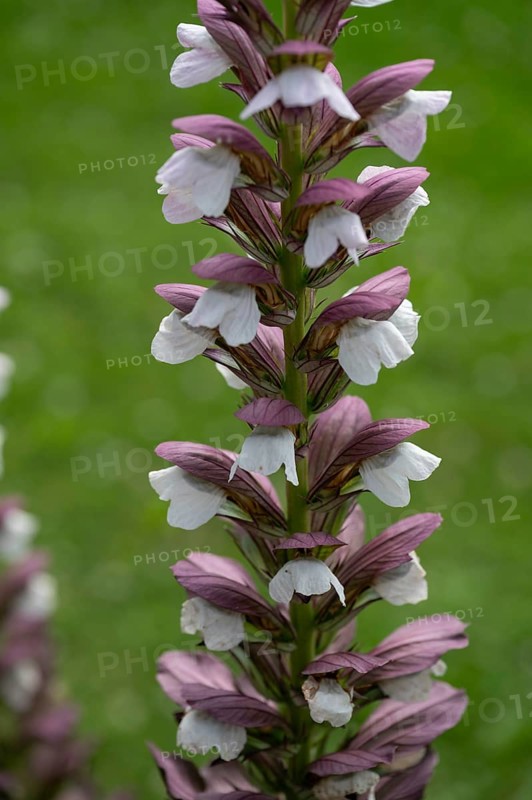 Acanthus flowers (Acanthus), close up, Bavaria, Germany, Europe
