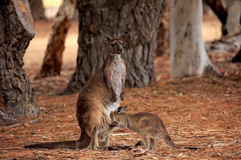 Kangaroo Island grey kangaroo (Macropus fuliginosus fuliginosus), young animal, Kangaroo Island, Australia, Oceania