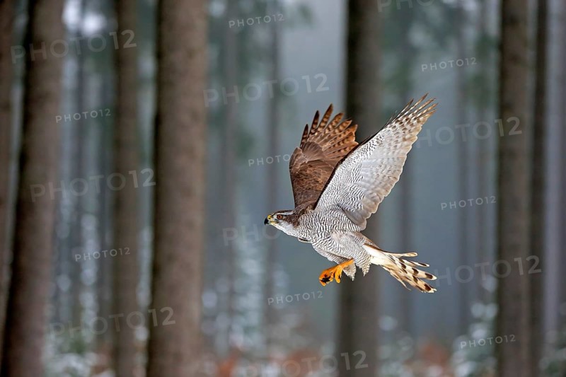 Goshawk (Accipiter gentilis), adult in winter, flying in the snow, Zdarske Vrchy, Bohemian-Moravian Highlands, Czech Republic, Europe